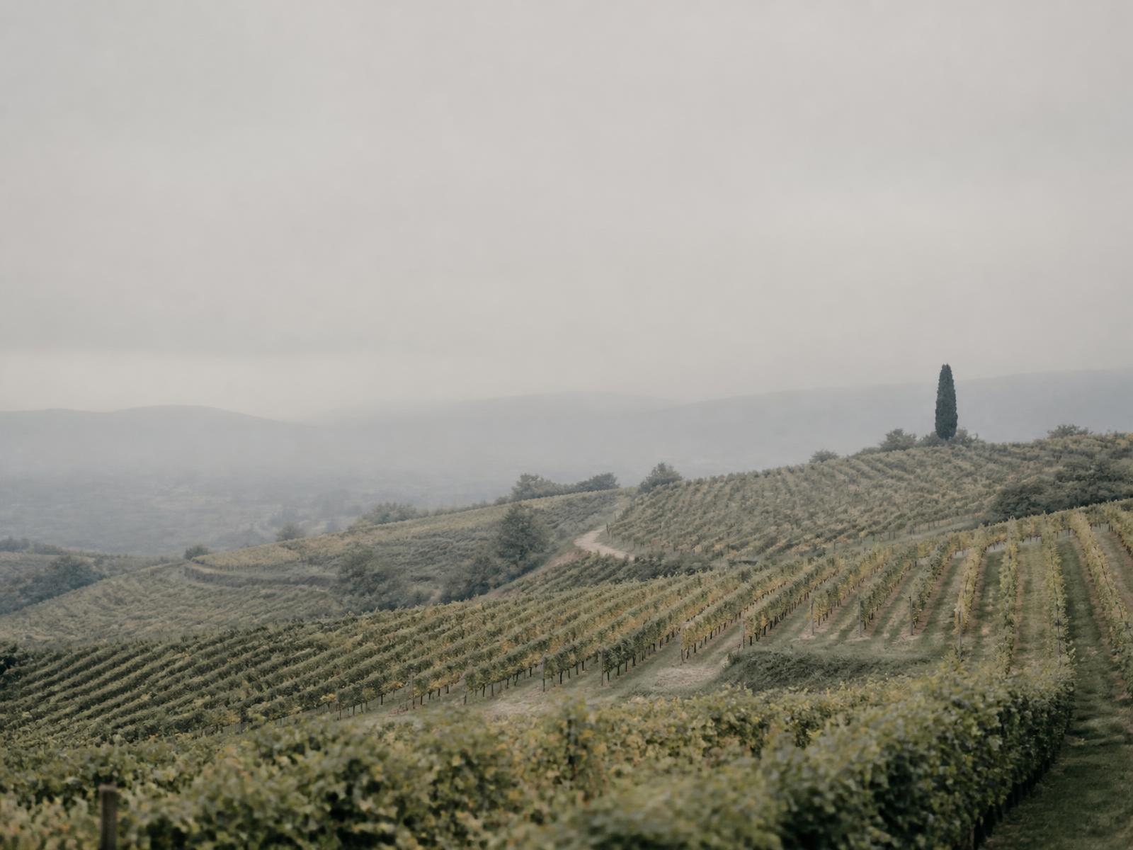 Weingut Hauck i Rheinhessen, Tyskland